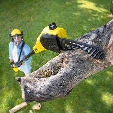 Trusted Greenwood, DE  Tree Services Experts