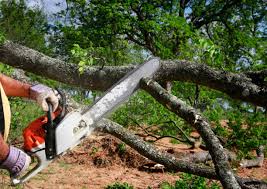 Best Stump Grinding and Removal  in Greenwood, DE